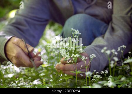 Süßer Waldmeister (Galium odoratum), Ernte mit einer Schere, Deutschland Stockfoto