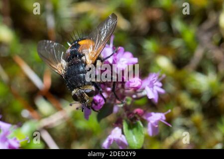 Parasitenfliege (Nowickia ferox), bei Blütenbesuch, Deutschland Stockfoto