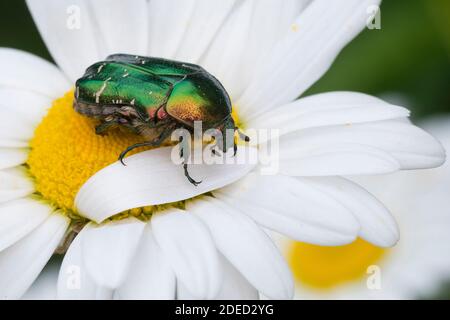 Rosenchafer (Cetonia aurata), Blütenbesuch auf marguerite, Deutschland Stockfoto