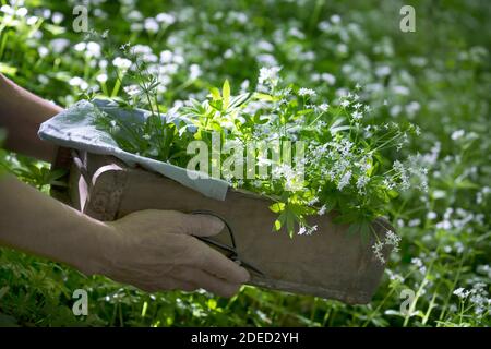 Süßer Waldmeister (Galium odoratum), Ernte mit einer Schere, Deutschland Stockfoto