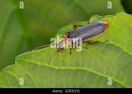 Soldatenkäfer (Cantharis nigricans), auf einem Blatt sitzend, Rückenansicht, Deutschland Stockfoto