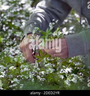 Süßer Waldmeister (Galium odoratum), Ernte mit einer Schere, Deutschland Stockfoto