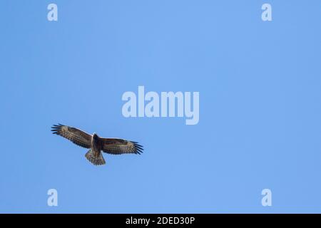 westlicher Honigbussard (Pernis apivorus), Jugendlicher im Flug, Deutschland Stockfoto