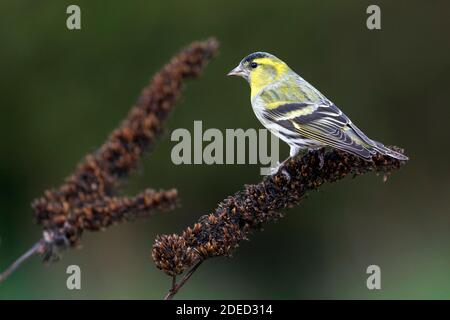 Fichtensiskin (Spinus spinus, Carduelis spinus), unreifes Männchen, das aus Samen im Baum isst, Deutschland Stockfoto