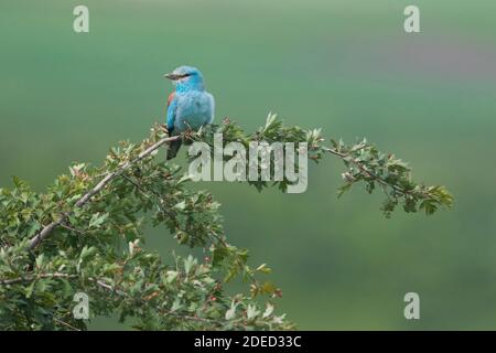 Europäische Walze (Coracias garrulus semenowi, Coracias semenowi), auf einem Busch gelegen, Tadschikistan Stockfoto