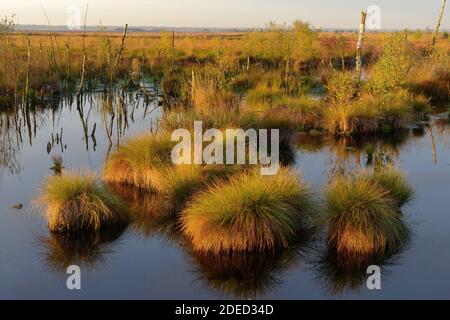 Mire Goldenstedter Moor im Abendlicht, Diepholz Moor Depression, Deutschland, Niedersachsen, Oldenburger Münsterland, Goldenstedt Stockfoto