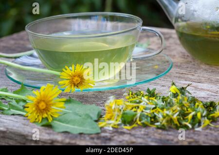 Löwenzahn-Tee, Löwenzahntee, Tee aus Löwenzahnblüten, Heiltee, Kräutertee, Blütentee, Löwenzahnblüten-Tee, Löwenzahn-Blüten, Blüten, Löwenzahn, Wiesen Stockfoto