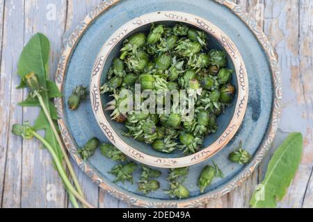 Löwenzahn-Kapern, Löwenzahn-Blütenknospen, Knospen, Blütenknospen als Kapernersatz, Kapern, Wilde Kapern, gesalzen, eingesalzen, eingesalzt, Blüte Stockfoto