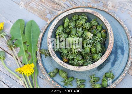 Löwenzahn-Kapern, Löwenzahn-Blütenknospen, Knospen, Blütenknospen als Kapernersatz, Kapern, Wilde Kapern, gesalzen, eingesalzen, eingesalzt, Blüte Stockfoto