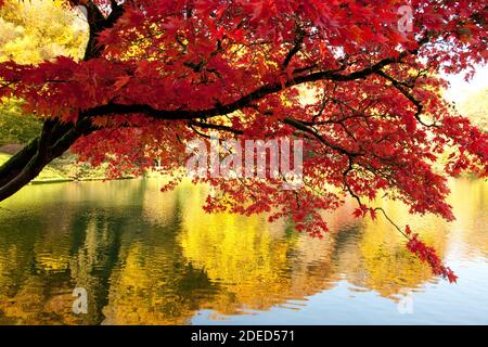 vivid red maple tree next to lake reflecting golden Autumnal trees Stockfoto