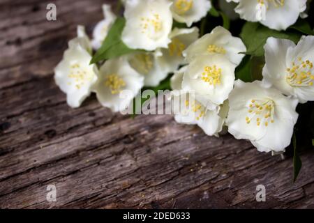 Jasminblüten und Blätter auf braunem Holzbrett Stockfoto