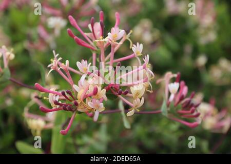 Portugal Pflanzenarten - Lonicera etrusca (Etruskische geißblatt) in der Region Algarve. Stockfoto