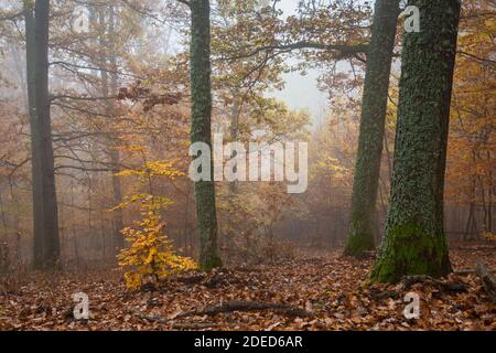 Eichenwald Autumnl in der Südslowakei. Stockfoto
