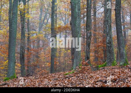 Eichenwald Autumnl in der Südslowakei. Stockfoto