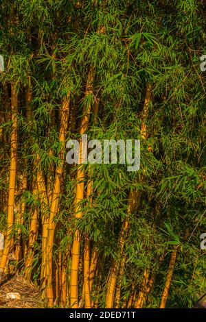 Dorf Montecarlo am Fluss Paraná, Provincia Misiones, Argentinien, Lateinamerika Stockfoto