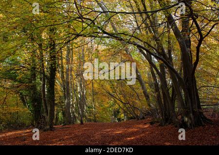 Buchenholz (Fagus sylvatica) im Herbst. Surrey, Großbritannien Stockfoto