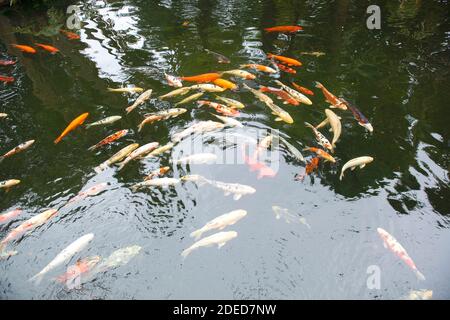 Schule der Koi Fische im Gartenteich in Monte, Madeira, Portugal Stockfoto