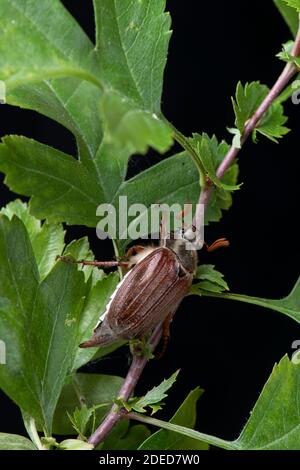 Hahnenkäfer: Melolontha melolontha. Surrey, Großbritannien. (AKA May Bug) Stockfoto