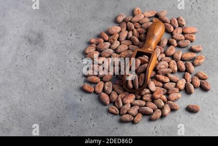 Kakaobohnen in einer Holzlöffel auf grauem Hintergrund. Speicherplatz kopieren. Stockfoto