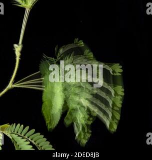 Empfindliche Pflanze: Mimosa pudica. Stroboskopisches Bild, das den Zusammenbruch des Stiels nach Stimulation zeigt. Stockfoto