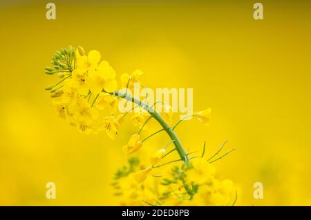 Raps-Brassica napus. Stockfoto