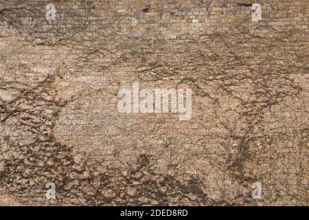 efeu an einer Ziegelwand Stockfoto