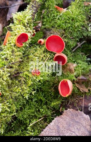 Scarlet Elf Cup: Sarcoscypha austriaca. Sussex, Großbritannien. Stockfoto