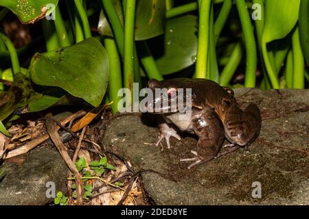 Rauchiger Dschungelfrosch: Leptodactylus pentadactylus. Costa Rica Stockfoto