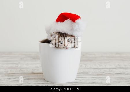 Weihnachten Katze Kätzchen in weihnachtsmann Hut. New Year grau gestromte Kätzin im weißen Topf mit Kopierraum. Stockfoto