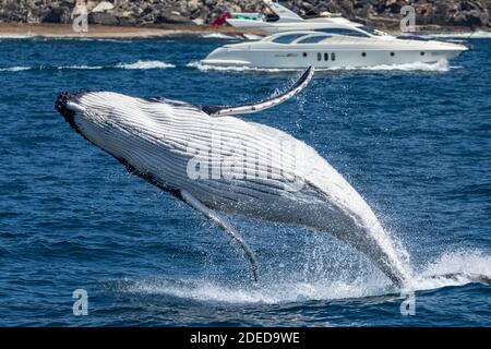 Buckeldurchbrechung vor North Head, Sydney, Australien mit Boot im Hintergrund Stockfoto