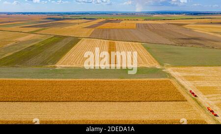 Oben Blick über landwirtschaftliche Felder, zwei rote Anhänger geparkt neben Parzellen von reifem Mais in der Erntezeit, schönen blauen Himmel mit weißen flauschigen Clou Stockfoto