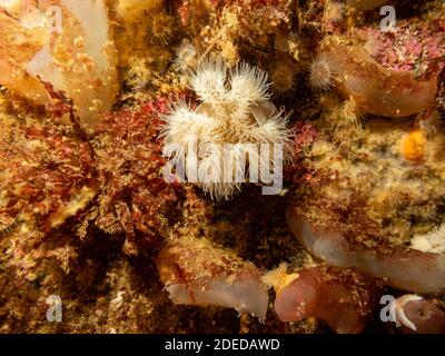 Seeanemone, Protanthea simplex, ist in tiefem Wasser vor den Küsten Nordwesteuropas zu finden. Bild von den Wetterinseln, Westschweden Stockfoto