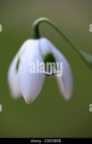 Galanthus 'Hippolyta' - Schneeglöckchen Stockfoto