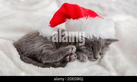 Weihnachtskätzchen im weihnachtsmann Hut schlafen zusammengerollt auf weichen flauschigen weißen kariert. Weihnachtliches graues britisches Katzenportrait mit rosa Pfoten. Neujahr Kitten Stockfoto