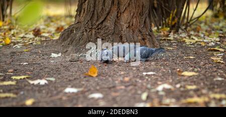 Drei bunte Tauben fressen im Park bei den Baum Stockfoto