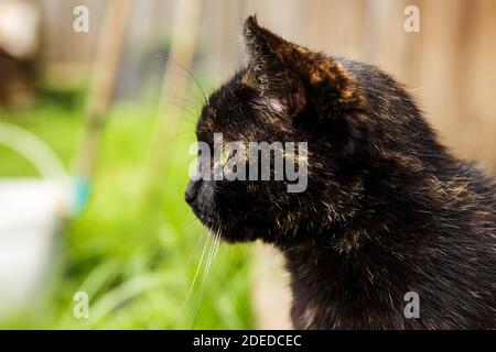 Schwarze Katze. Die Katze schaut zur Seite. Nahaufnahme des Kopfes einer Katze im Profil Stockfoto