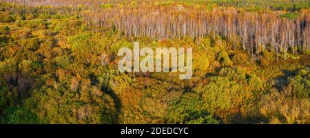 Grün und gelb Herbst Mischwald Luftpanorama. Lange Landschaft in Herbstfarben Stockfoto