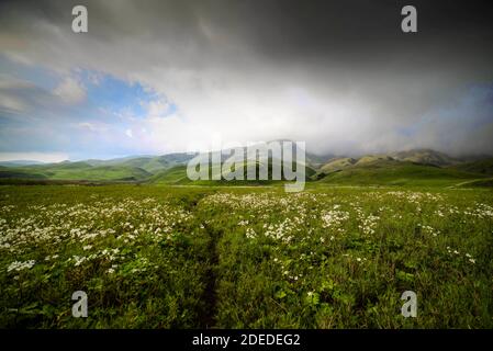 Dzukou Tal, Nagaland, Nordosten von Indien. Die Dzükou Tal liegt an der Grenze der Staaten von Nagaland und Manipur Indiens. Stockfoto