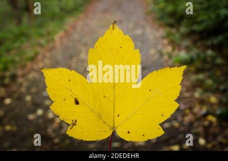 Gelbes Ahornblatt, Acer Pseudoplatanus, bunte Blätter im Wald während der Herbstsaison im Wald, Deutschland, Westeuropa Stockfoto