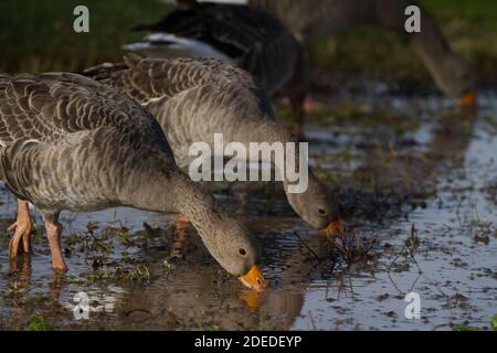 Rosa-Fuß-Gans. Anser brachyrhynchus. Kleine Herde füttert am Sumpfrand. England. VEREINIGTES KÖNIGREICH Stockfoto