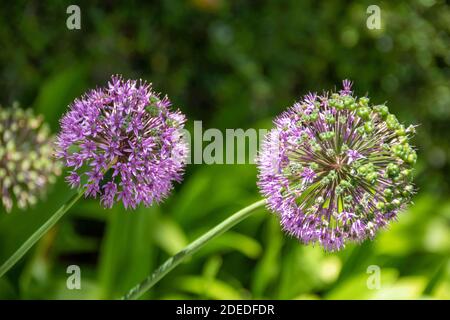 Schöner Blütenkopf von Allium Globemaster eine auffallende Zierzwiebel Mit seinem Blütenstand bestehend aus Dutzenden von kleinen Stern geformt Violette Blume Stockfoto
