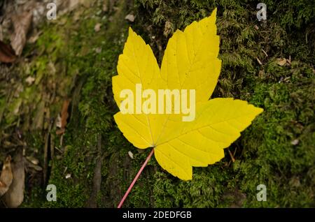 Gelbes Ahornblatt, Acer Pseudoplatanus, bunte Blätter im Wald während der Herbstsaison im Wald, Deutschland, Westeuropa Stockfoto