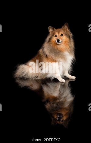 Shetland Schäferhund sitzt auf einem schwarzen Hintergrund mit Reflexion Stockfoto