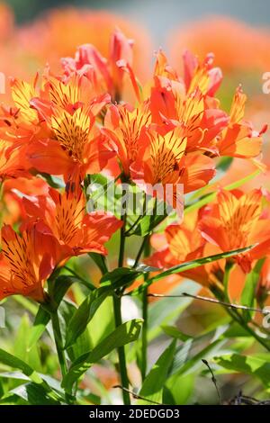 Alstroemeria 'Flaming Star' Peruanische Lilie 'Flaming Star'. Papageienlilie 'Flammender Stern', Lilie des Inka 'Flammender Stern'. Nahaufnahme orange Blumen Stockfoto