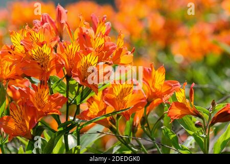 Alstroemeria 'Flaming Star' Peruanische Lilie 'Flaming Star'. Papageienlilie 'Flammender Stern', Lilie des Inka 'Flammender Stern'. Nahaufnahme orange Blumen Stockfoto