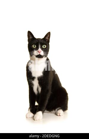 Schwarz und weiß sitzende europäische Kurzhaarkatze isoliert auf einem Weißer Hintergrund Stockfoto