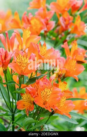 Alstroemeria 'Flaming Star' Peruanische Lilie 'Flaming Star'. Papageienlilie 'Flammender Stern', Lilie des Inka 'Flammender Stern'. Nahaufnahme orange Blumen Stockfoto