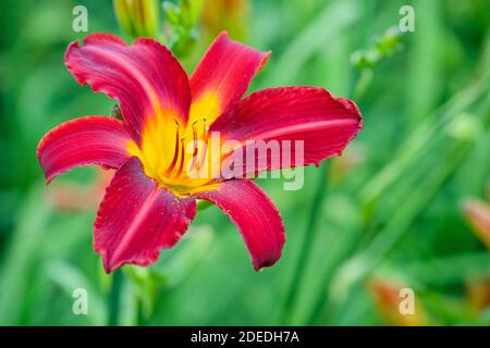 Einzelne scharlachrote, lilienartige Blume von Hemerocallis 'Stafford'. Daylily 'Stafford' Stockfoto