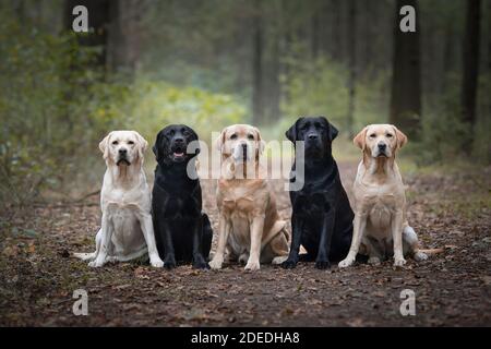 Gruppe von fünf labrador Retriever, die die Kamera im Sitzen betrachten In einer Waldstraße Stockfoto