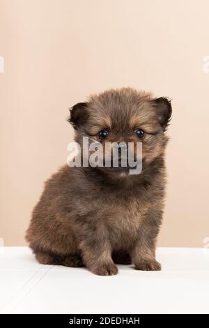 Niedliche sitzende pommersche Hund Welpen Blick auf die Kamera auf Ein cremefarbener Hintergrund Stockfoto